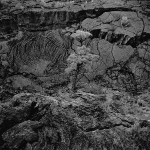 A black and white photo of rocks with plants growing on them.