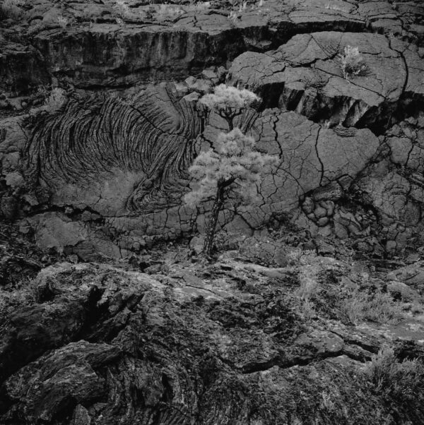 A black and white photo of rocks with plants growing on them.