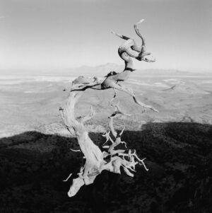 A black and white photo of trees in the air