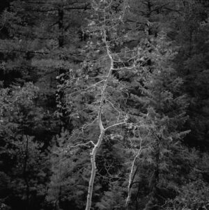A black and white photo of trees in the woods.