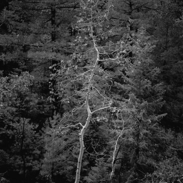 A black and white photo of trees in the woods.