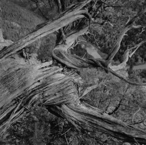 A black and white photo of trees in the forest.