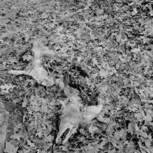 A black and white photo of leaves on the ground.