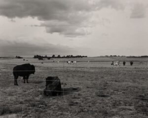 A herd of cattle grazing in an open field.