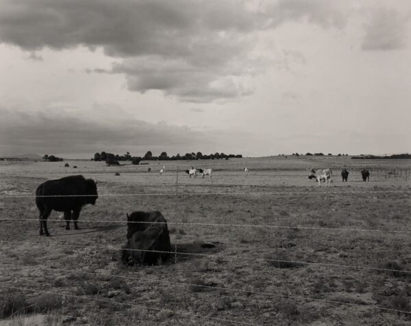 A herd of cattle grazing in an open field.