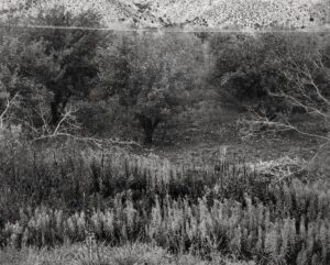 A black and white photo of trees, bushes and grass.
