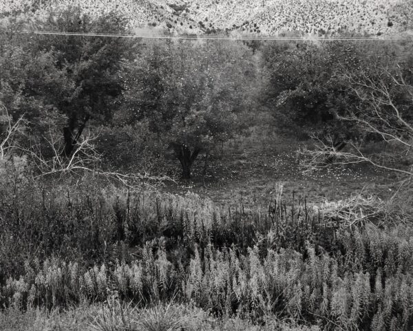 A black and white photo of trees, bushes and grass.