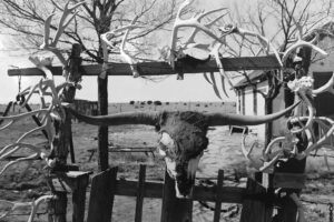 A cow skull hanging on the side of a fence.