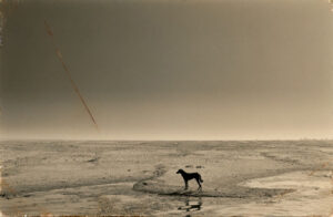 A dog standing on top of a beach.