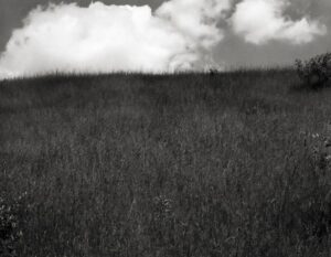 A black and white photo of some grass