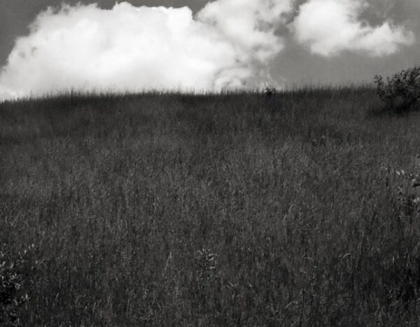 A black and white photo of some grass