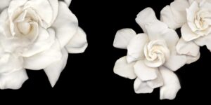 Two white flowers are shown against a black background.