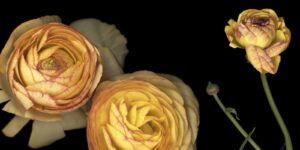 A close up of two flowers with one flower in the middle