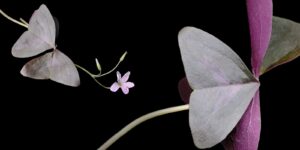 A close up of a flower with purple petals