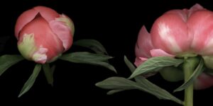 Two pink flowers with green leaves on a black background