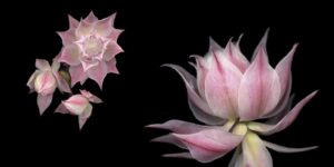 A close up of some pink flowers on a black background