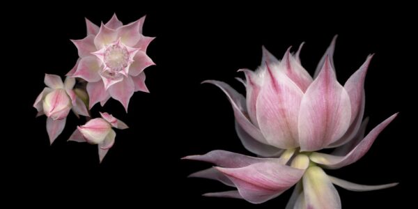 A close up of some pink flowers on a black background