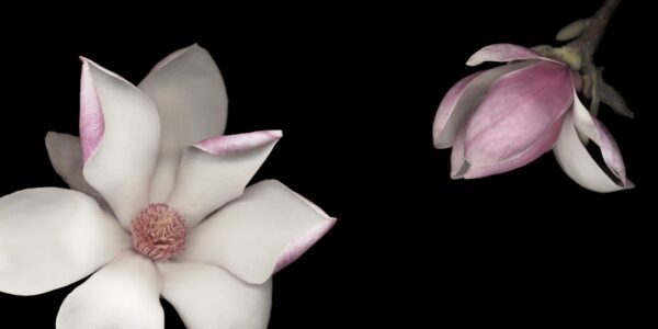 A close up of two flowers with one flower in the middle