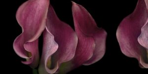 A close up of the petals on a flower.