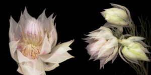 Two white flowers with long petals on a black background.
