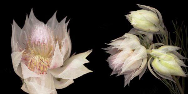 Two white flowers with long petals on a black background.