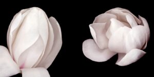 Two white flowers are shown in a black background.