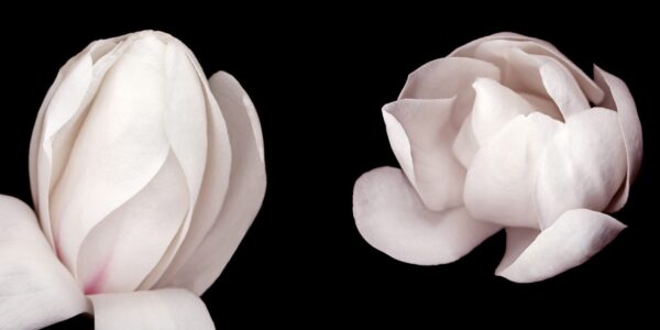 Two white flowers are shown in a black background.