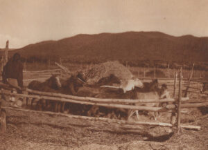 A group of cows in an enclosure with mountains in the background.