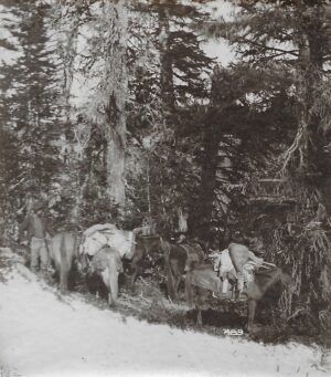 A group of horses in the snow near trees.