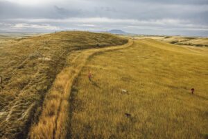 A grassy field with a trail going through it.