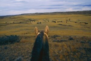 A horse is standing in the middle of an open field.