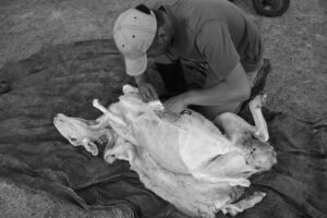 A man is shaving the back of a dog.