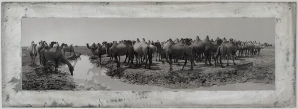 A herd of camel walking across the desert.