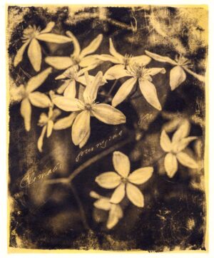 A black and white photo of flowers in the sun.