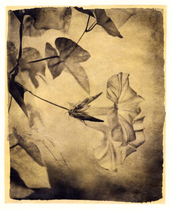 A sepia photograph of leaves and branches.