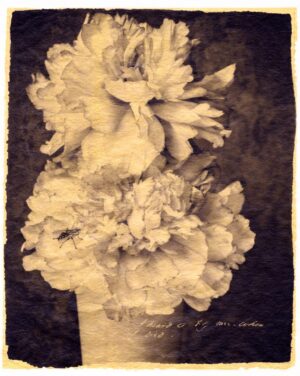 A black and white photo of two flowers in a vase.