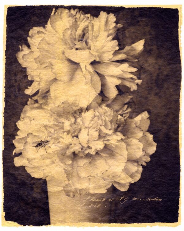A black and white photo of two flowers in a vase.