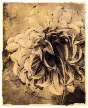 A black and white photo of flowers in sepia tones.