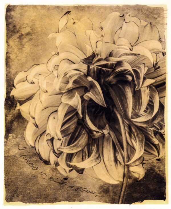 A black and white photo of flowers in sepia tones.