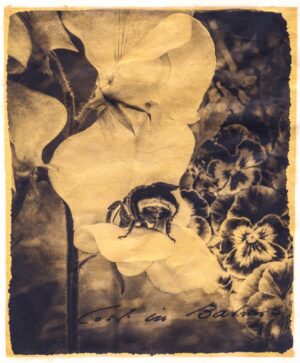 A bee sitting on the flower of an orchid.