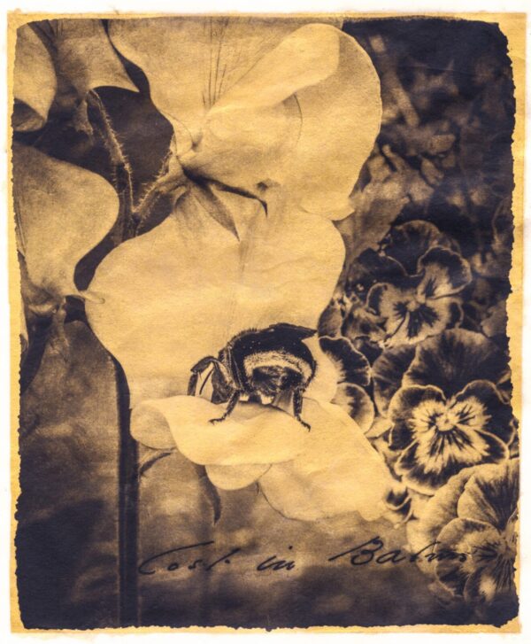 A bee sitting on the flower of an orchid.