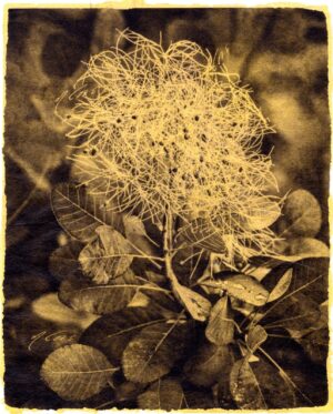 A sepia photograph of a plant in the middle of leaves.