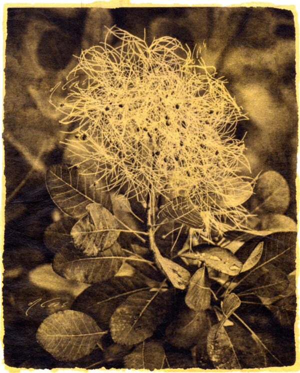A sepia photograph of a plant in the middle of leaves.