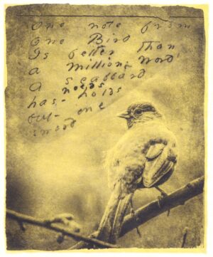 A bird sitting on top of a tree branch.