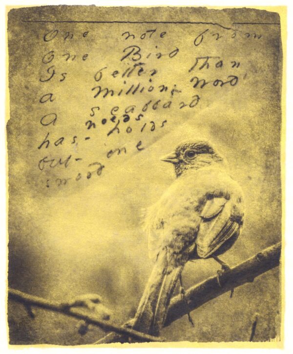 A bird sitting on top of a tree branch.
