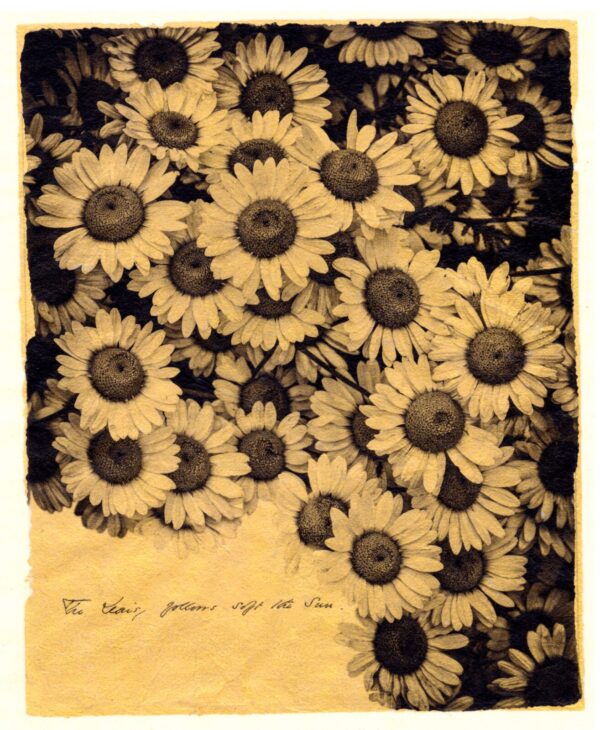 A bunch of sunflowers are in the middle of a field.