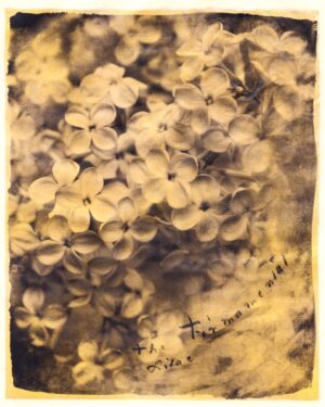 A blurry photo of flowers in the sun.