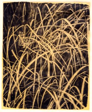 A black and white photo of some tall grass.