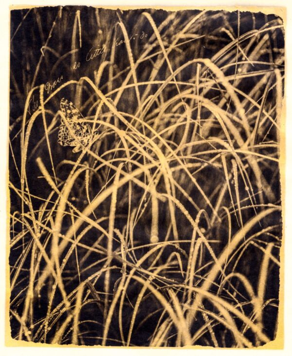 A black and white photo of some tall grass.