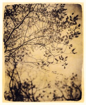 A tree with leaves flying in the sky.